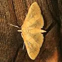Psara dryalis - Hodges#5269 - Psara dryalis