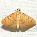 Psara dryalis - Hodges#5269 - photo 2