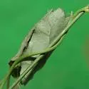 Psara dryalis - Hodges#5269 - photo 3
