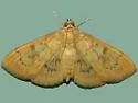 Psara dryalis - Hodges#5269 - photo 4
