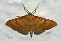 Psara dryalis - Hodges#5269 - photo 5