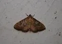 Obscure Psara - Hodges#5268