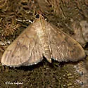 Obscure Psara - Hodges#5268 - photo 3