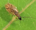 Psectra diptera