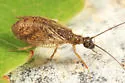 Psectra diptera - photo 2