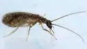 Psectra diptera - photo 3