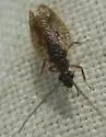 Psectra diptera - photo 4