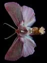 Psectraglaea carnosa - Hodges#9951 - photo 2