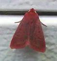 Psectraglaea carnosa - Hodges#9951 - photo 3