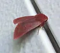 Psectraglaea carnosa - Hodges#9951 - photo 4