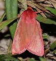 Psectraglaea carnosa - Hodges#9951 - photo 5