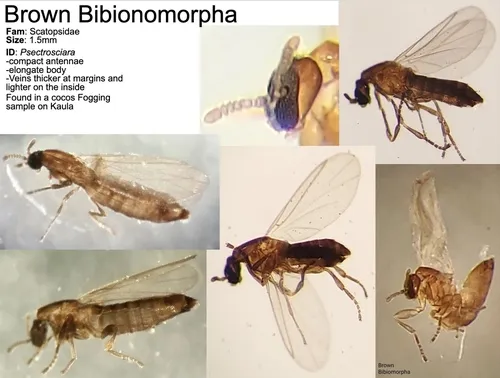 Psectrosciara brevicornis
