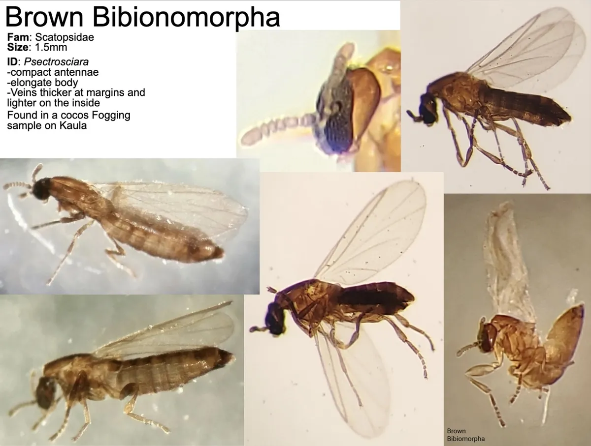 Psectrosciara brevicornis - photo 3
