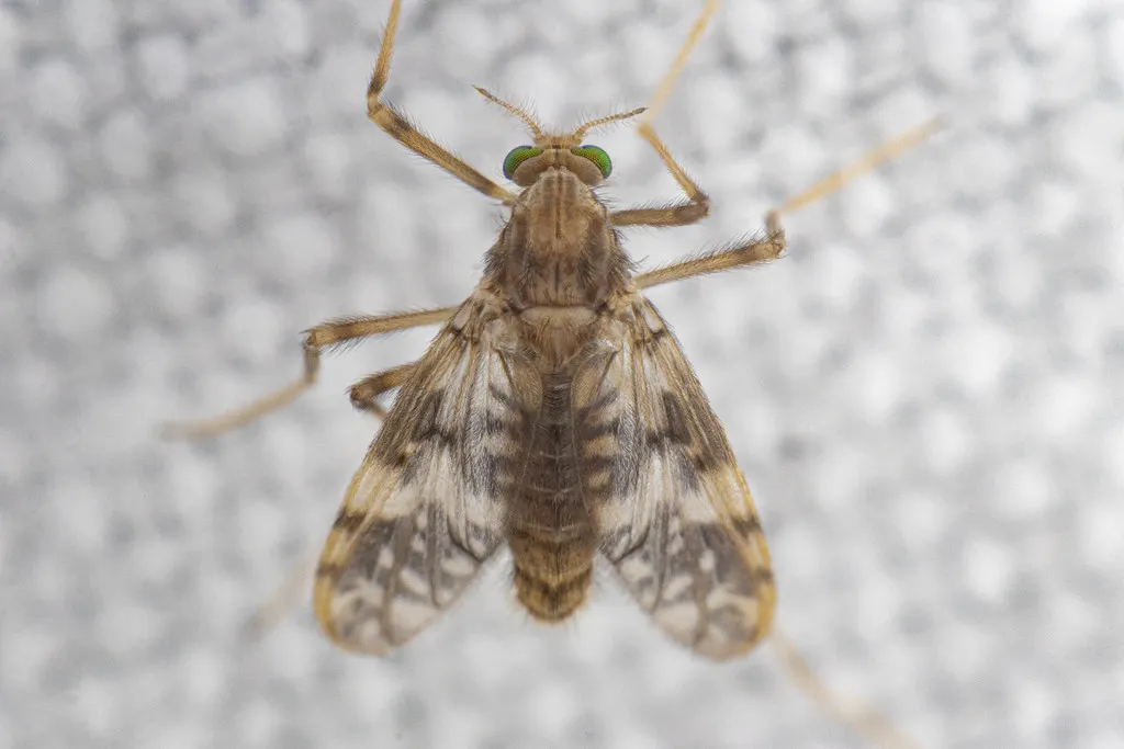 Psectrotanypus dyari - photo 2