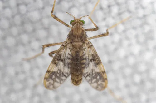 Psectrotanypus dyari - photo 3