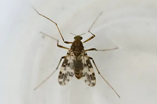 Psectrotanypus varius