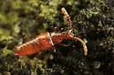 Pselaphomimus amphiphilus - photo 2