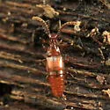 Pselaphomimus amphiphilus - photo 3