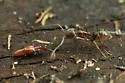Pselaphomimus amphiphilus - photo 4