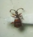 Pselaphus bellax - Pselaphus bellax
