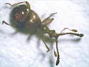 Pselaphus bellax - photo 2