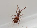 Pselaphus bellax - photo 5