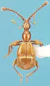 Pselaphus erichsoni