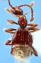 Pselaphus longiclavus