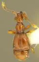 Pselaptrichus similis