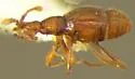 Pselaptrichus similis - photo 2