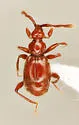Pselaptrichus tenuis - Pselaptrichus tenuis