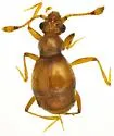 Pselaptus belfragei - Pselaptus belfragei