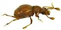 Pselaptus belfragei - photo 2