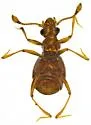 Pselaptus belfragei - photo 3