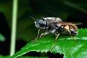 Psellidotus annamariae