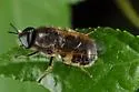 Psellidotus annamariae - photo 2