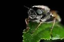 Psellidotus annamariae - photo 3