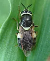 Psellidotus annamariae - photo 4