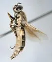 Psellidotus defectus - photo 2