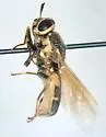 Psellidotus johnsoni - photo 2