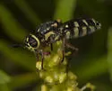 Psellidotus novella