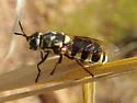 Psellidotus novella - photo 4