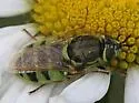 Psellidotus snowi