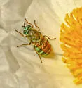 Psellidotus snowi - photo 2
