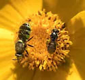 Psellidotus snowi - photo 4