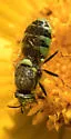 Psellidotus snowi - photo 5