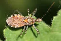 Pselliopus spinicollis - photo 2