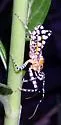 Pselliopus zebra