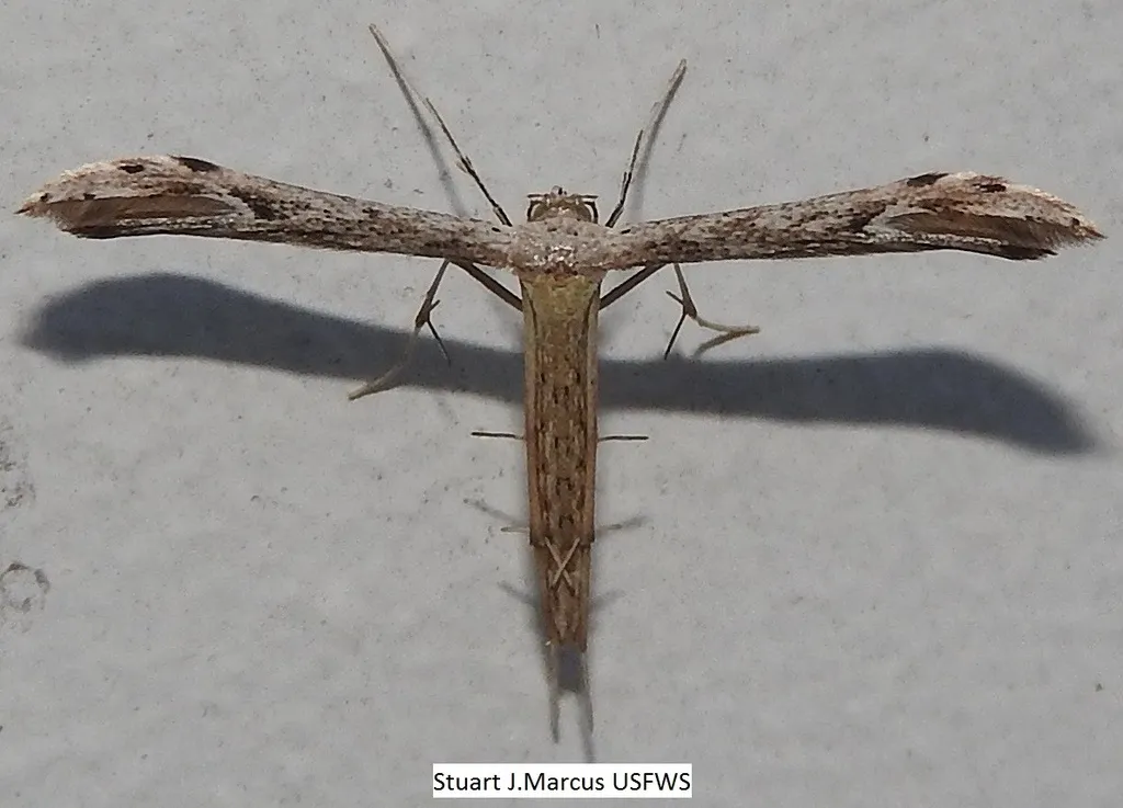 Belfrage's Plume Moth - photo 2