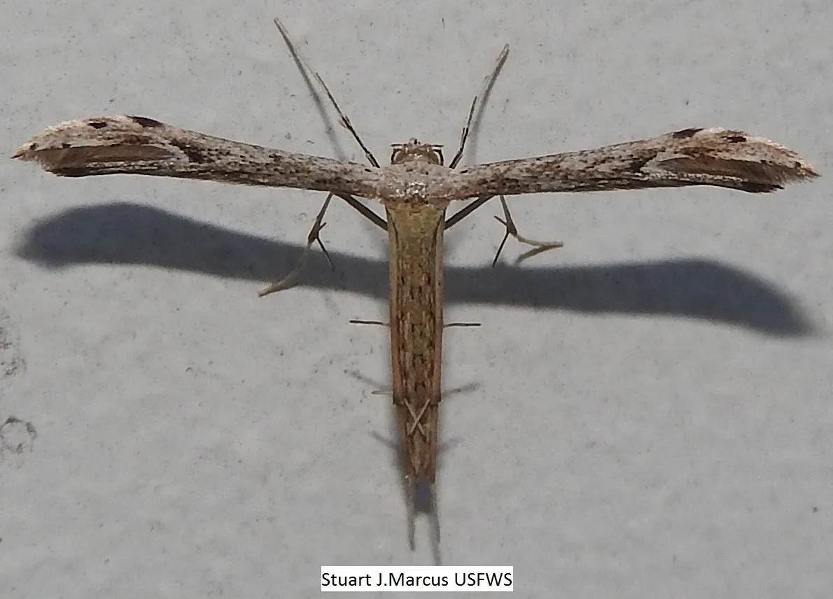 Belfrage's Plume Moth - photo 3